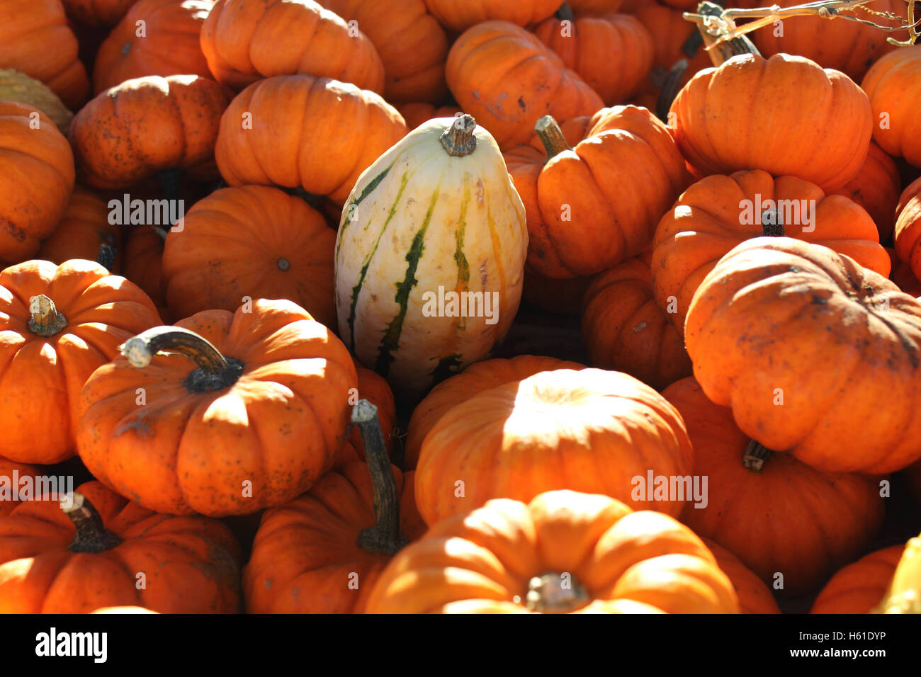 small white ghord or squash among small orange halloween pumpkins Stock Photo