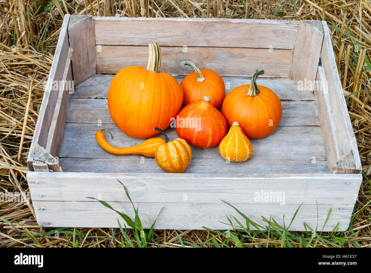 Pumpkins in a box hi-res stock photography and images - Alamy