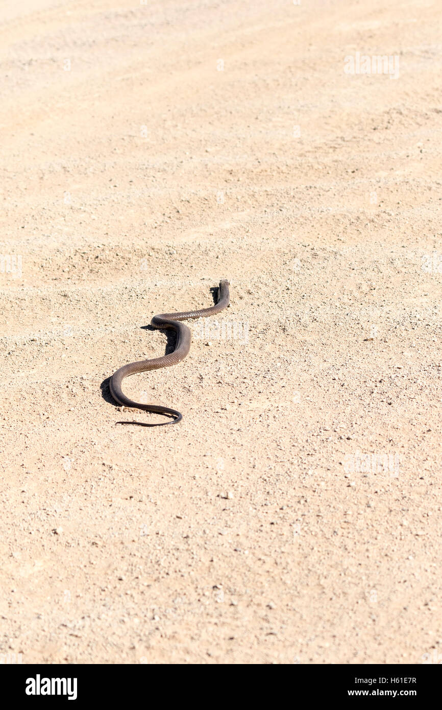 Cape cobra on road in Namib Desert, Sossusvlei, Namibia Stock Photo