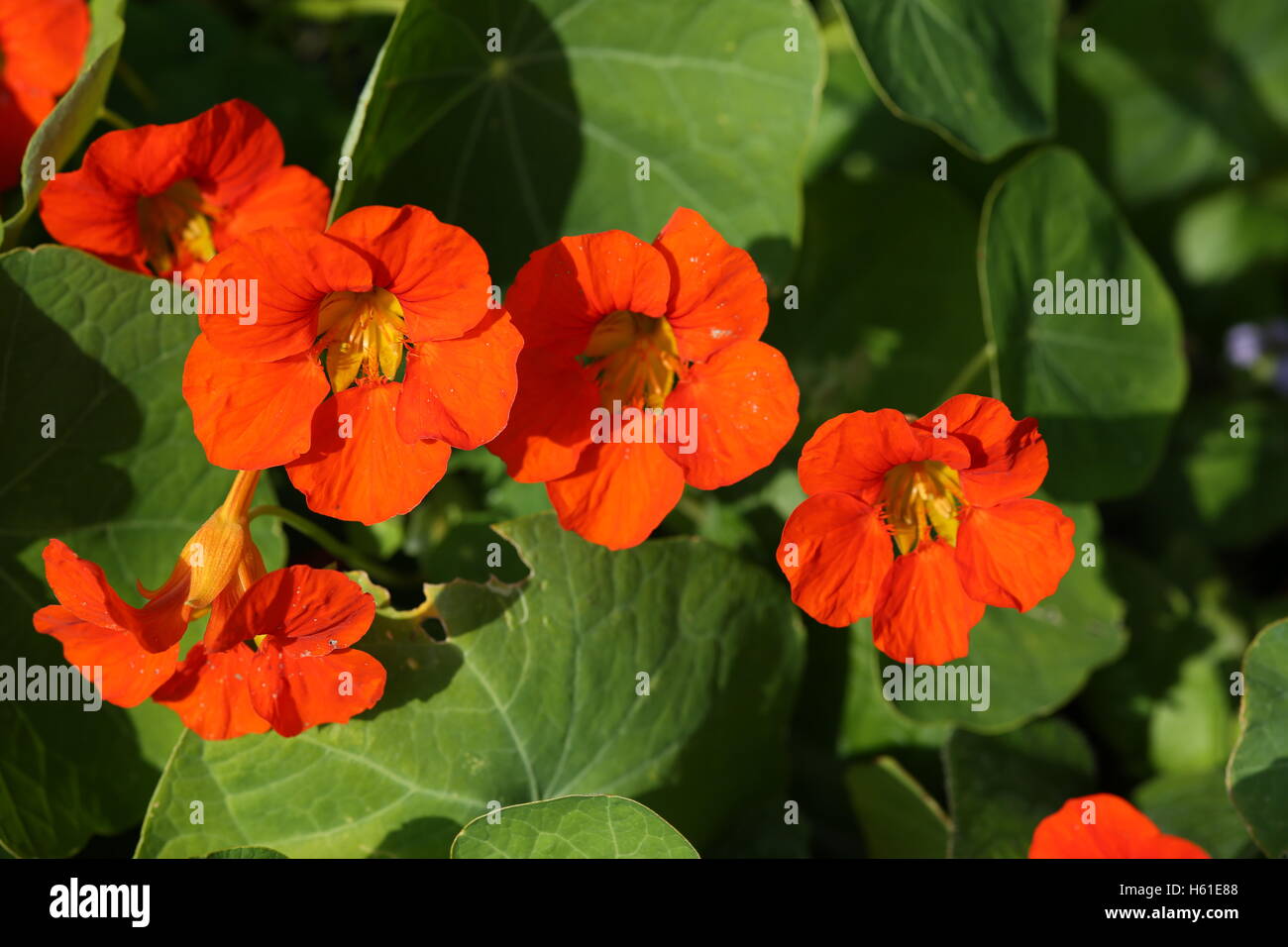 Cluster of nasturtiums Stock Photo Alamy