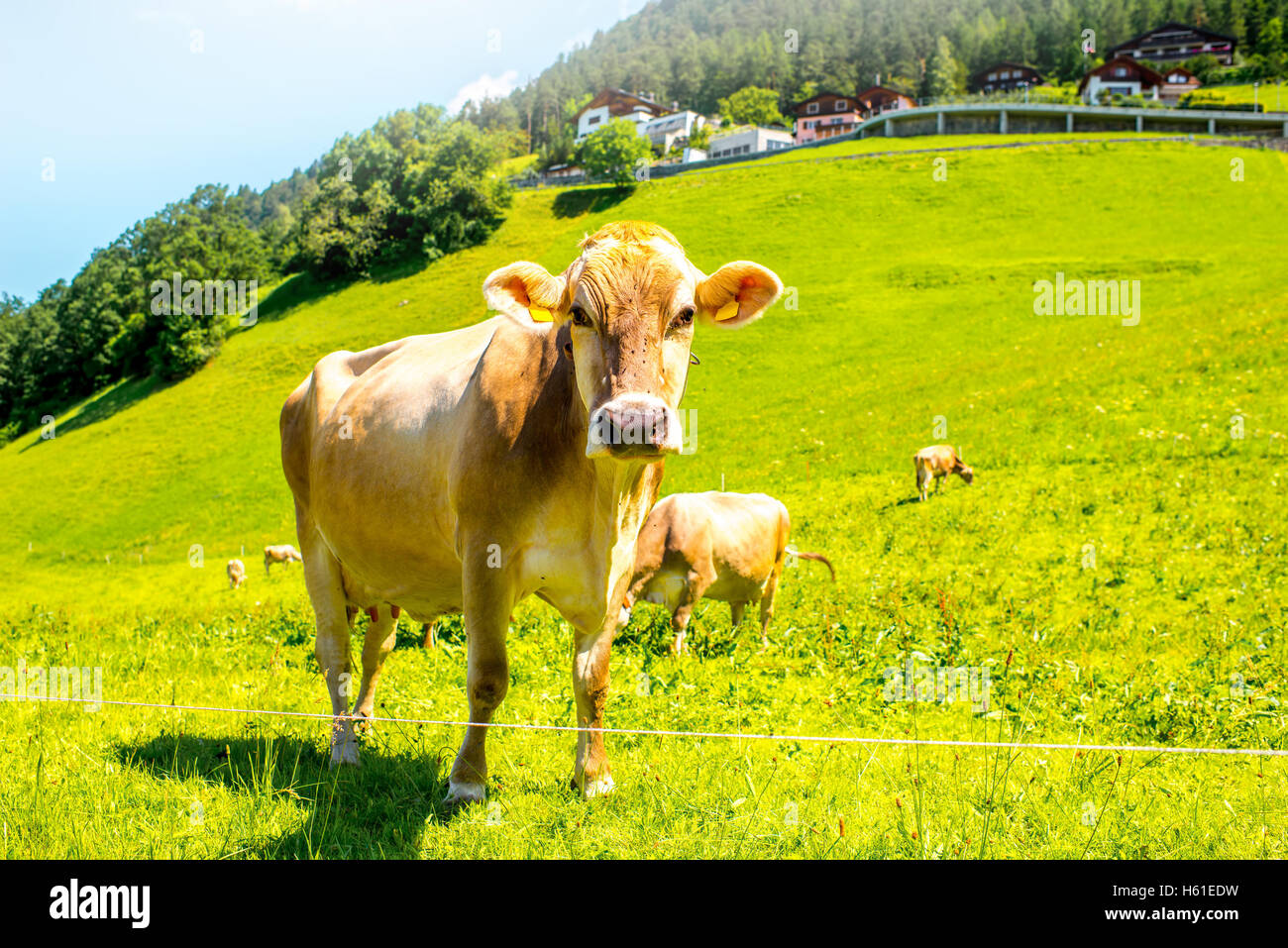 Cows on the green meadow Stock Photo - Alamy
