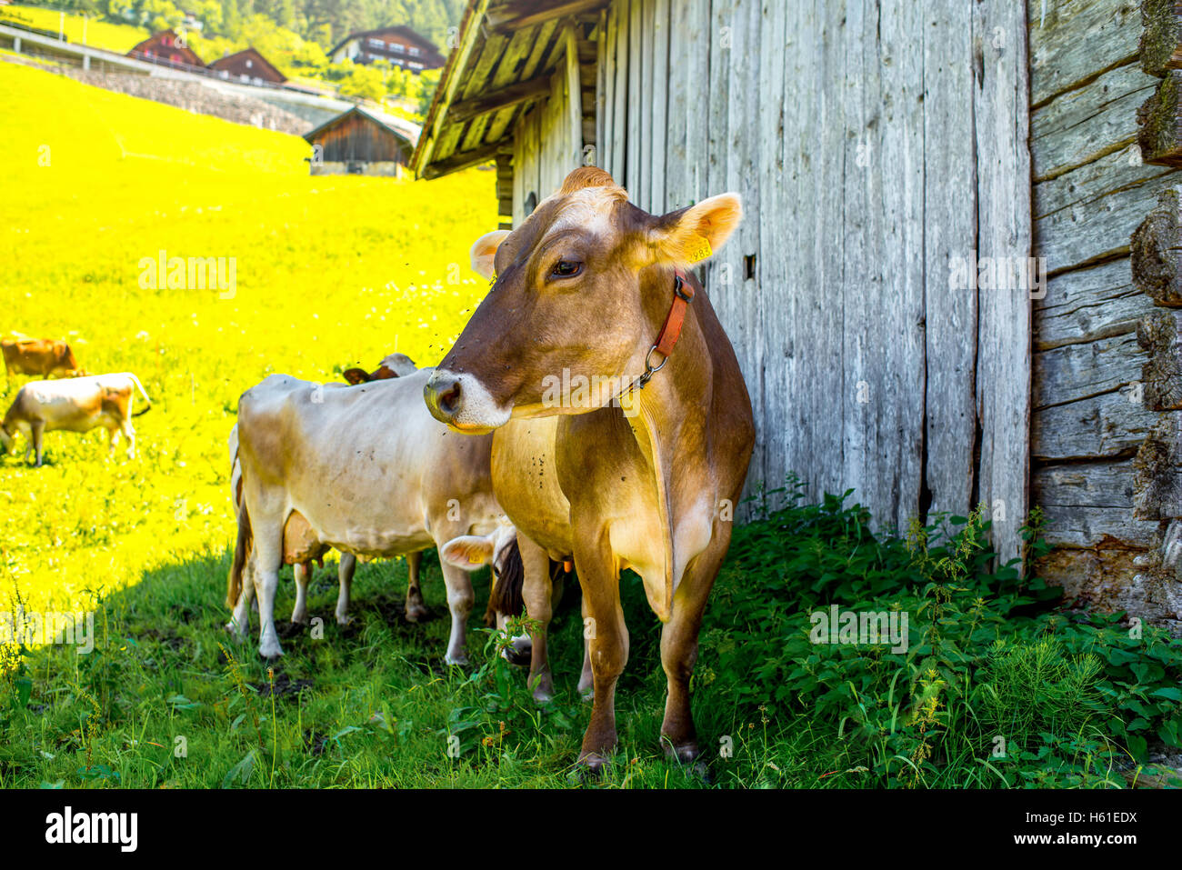Cows on the green meadow Stock Photo - Alamy