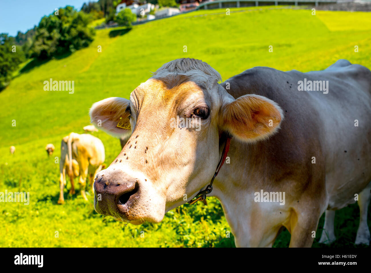 Cows on the green meadow Stock Photo - Alamy