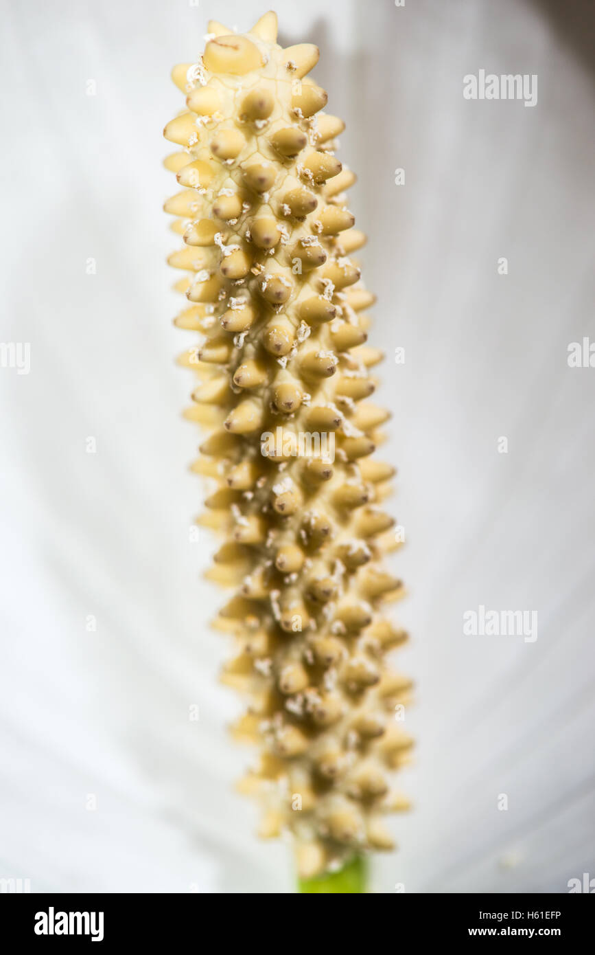 The Peaceful Lily Flower (Spathiphyllum genus) against green, tropical
