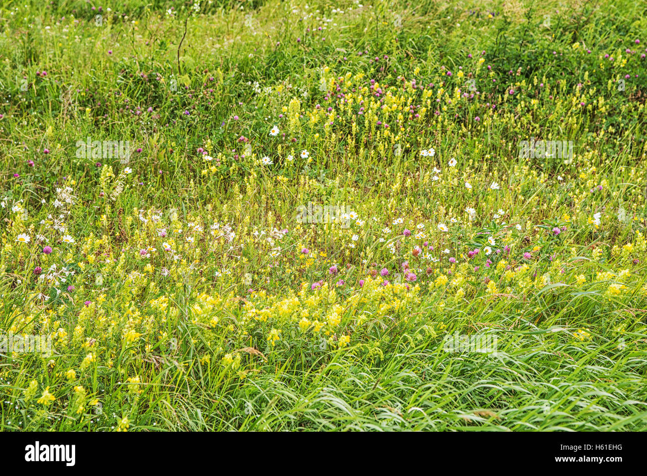 Magic flowers in the mountains. Russia, Stavropol. Stock Photo