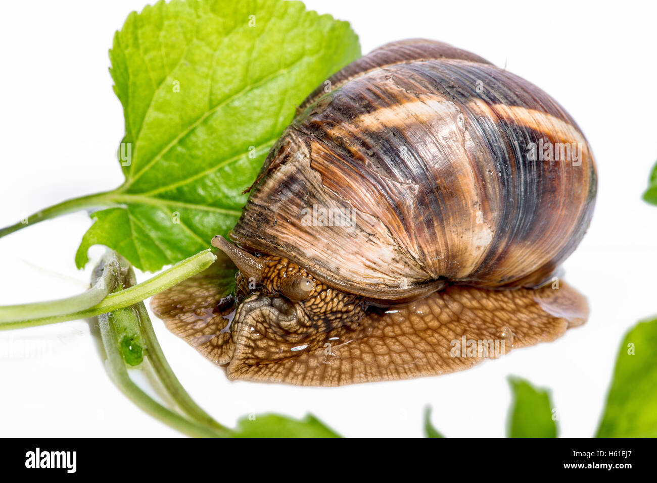 Snail with green leaves on a white background Stock Photo - Alamy