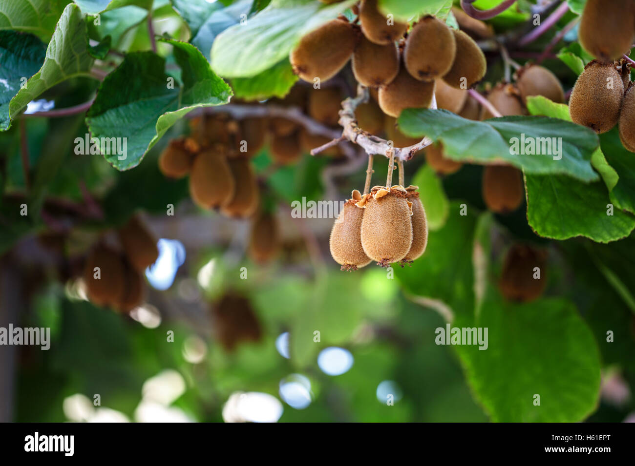 Kiwi tree with fruit and leaves in the sun Stock Photo Alamy
