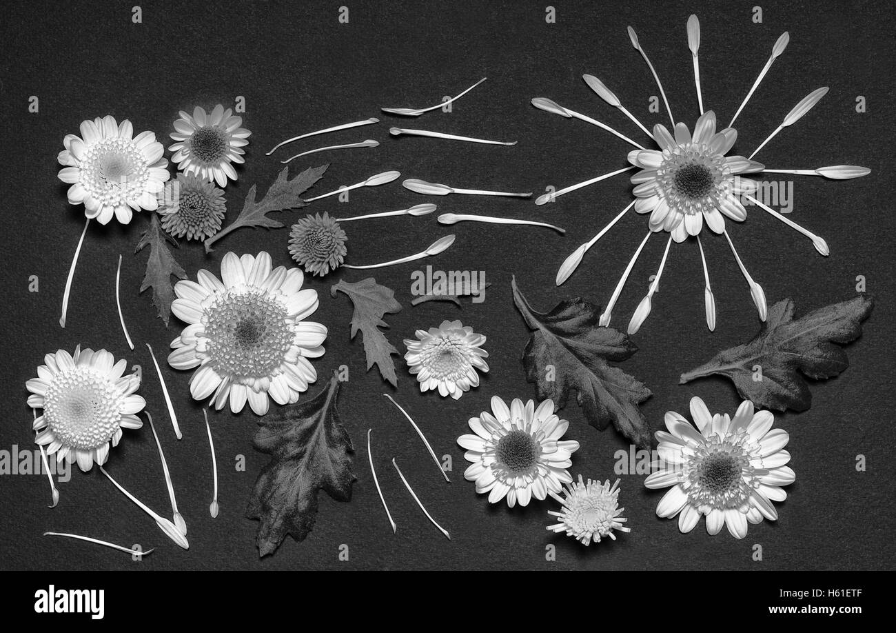 A set of pressed chrysanthemum  flowers on a black background shot white and black Stock Photo