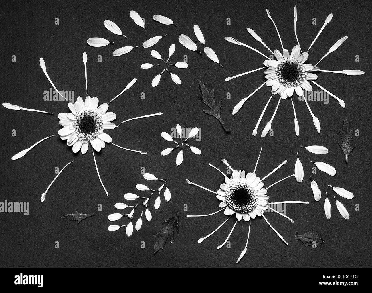 A set of pressed chrysanthemum  flowers on a black background shot white and black Stock Photo
