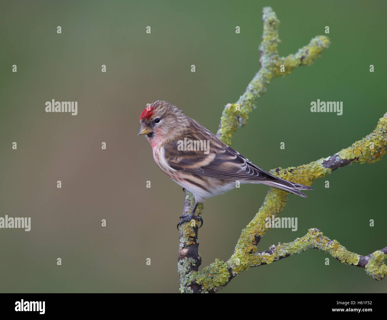 Common Redpoll 'Carduelis flammea' in uk Stock Photo