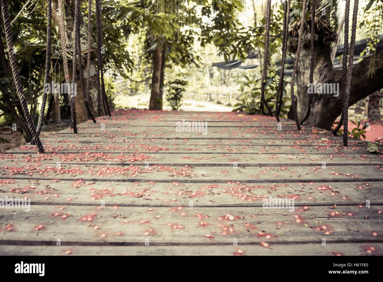 Old wooden suspension bridge with ropes in tropical forest covered with red flowers with selective focus on wooden planks Stock Photo