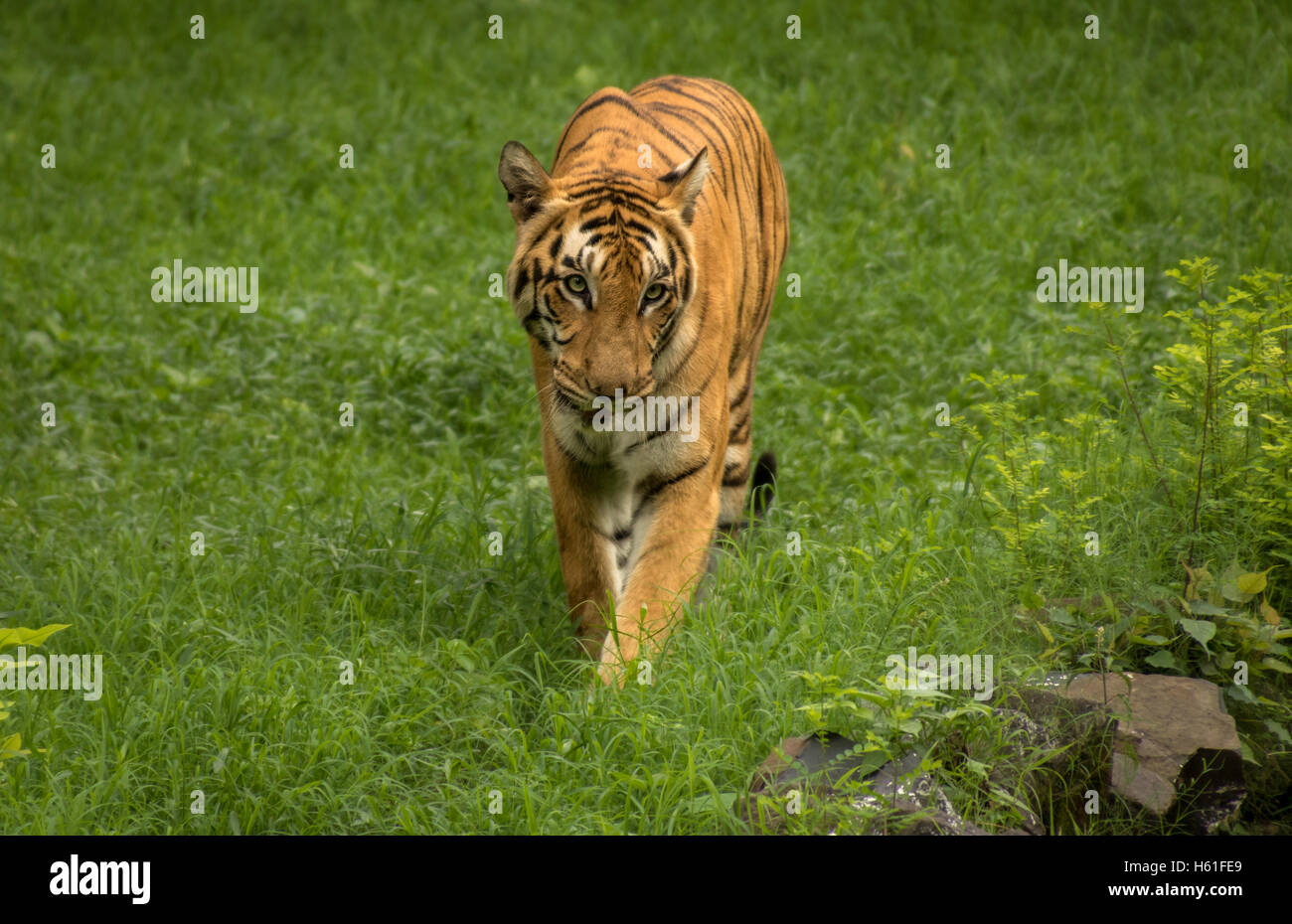 Bengal tiger walking through a an open grassland at Sunderban Tiger