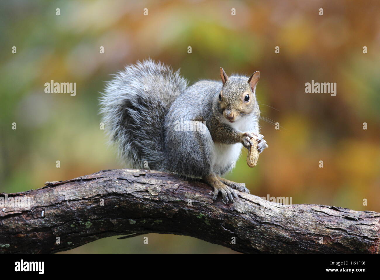 An eastern gray squirrel Scours carolinensis sitting on a branch in fall eating a nut Stock Photo