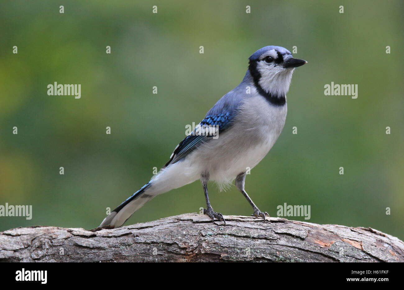 A blue jay (Cyanocitta cristata) perching on a branch in Fall. Stock Photo