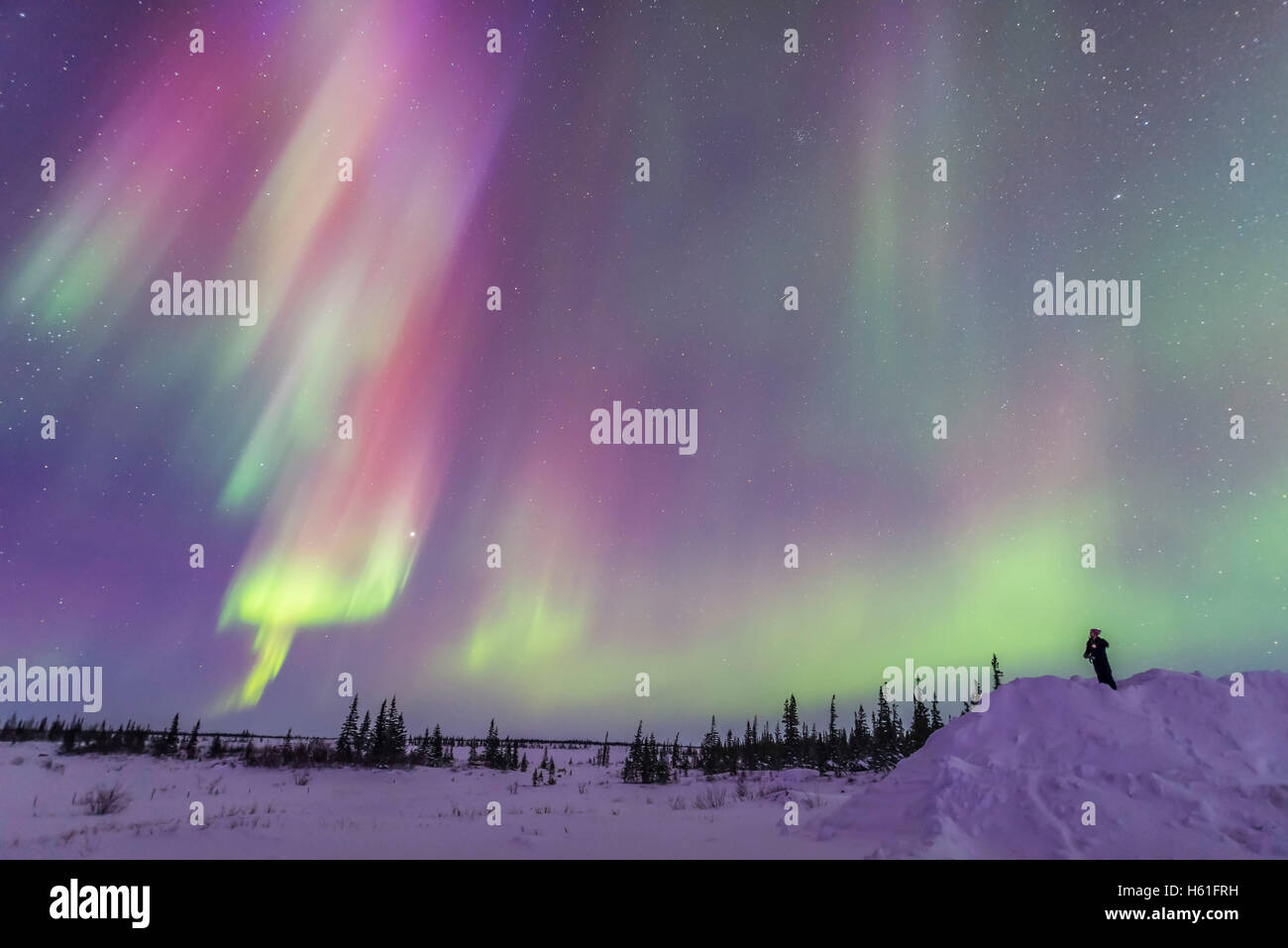 A lone observer gazes at an array of colourful curtains of aurora during an active display, March 6, 2016, with curtains in the Stock Photo