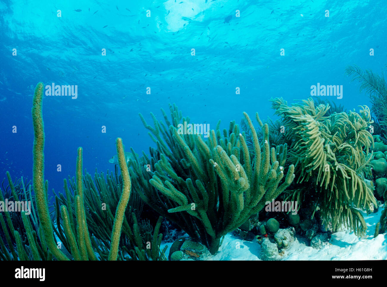 Shallow coral reef, Belize, Caribbean, Central America Stock Photo Alamy