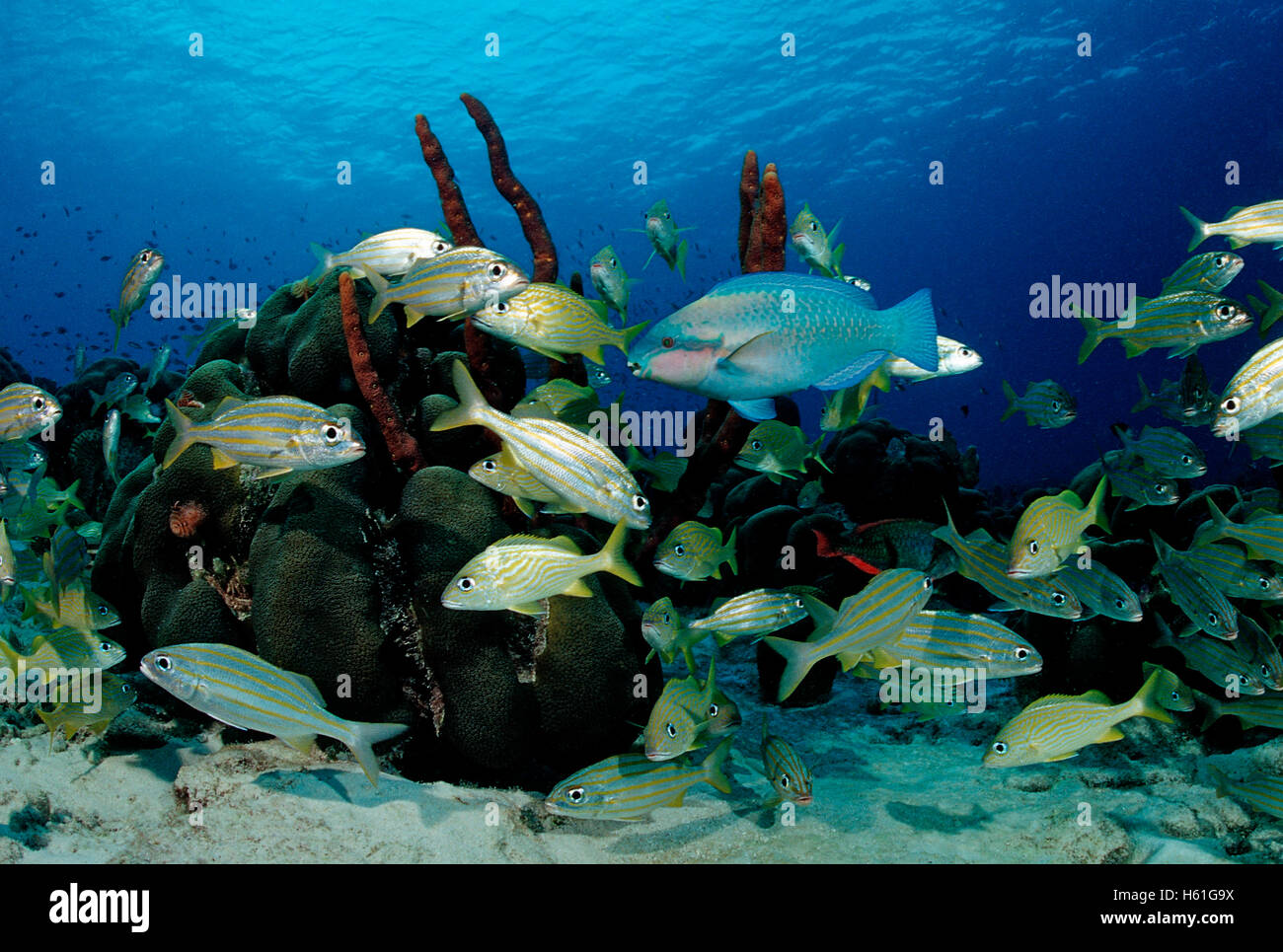 Princess Parrotfish (Scarus taeniopterus) between Smallmouth grunts (Haemulon chrysargyreum), Bonaire, Netherlands Antilles Stock Photo