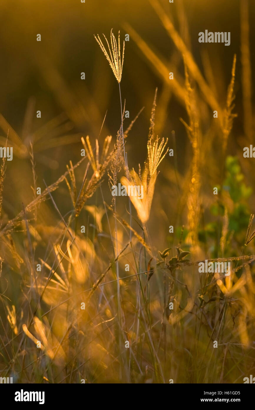 South african grasses hires stock photography and images Alamy