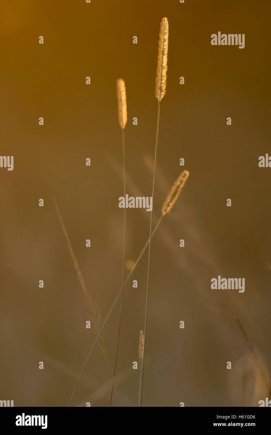Grasses of south africa hi-res stock photography and images - Alamy