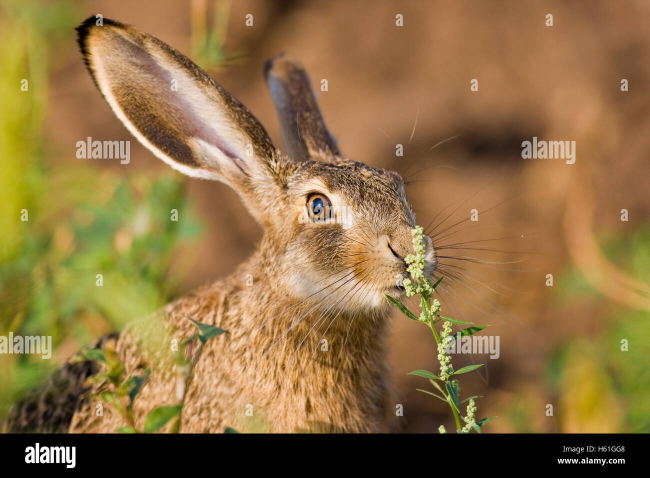 Hare (Lepus europaeus), Apetlon, Burgenland, Austria, Europe Stock Photo