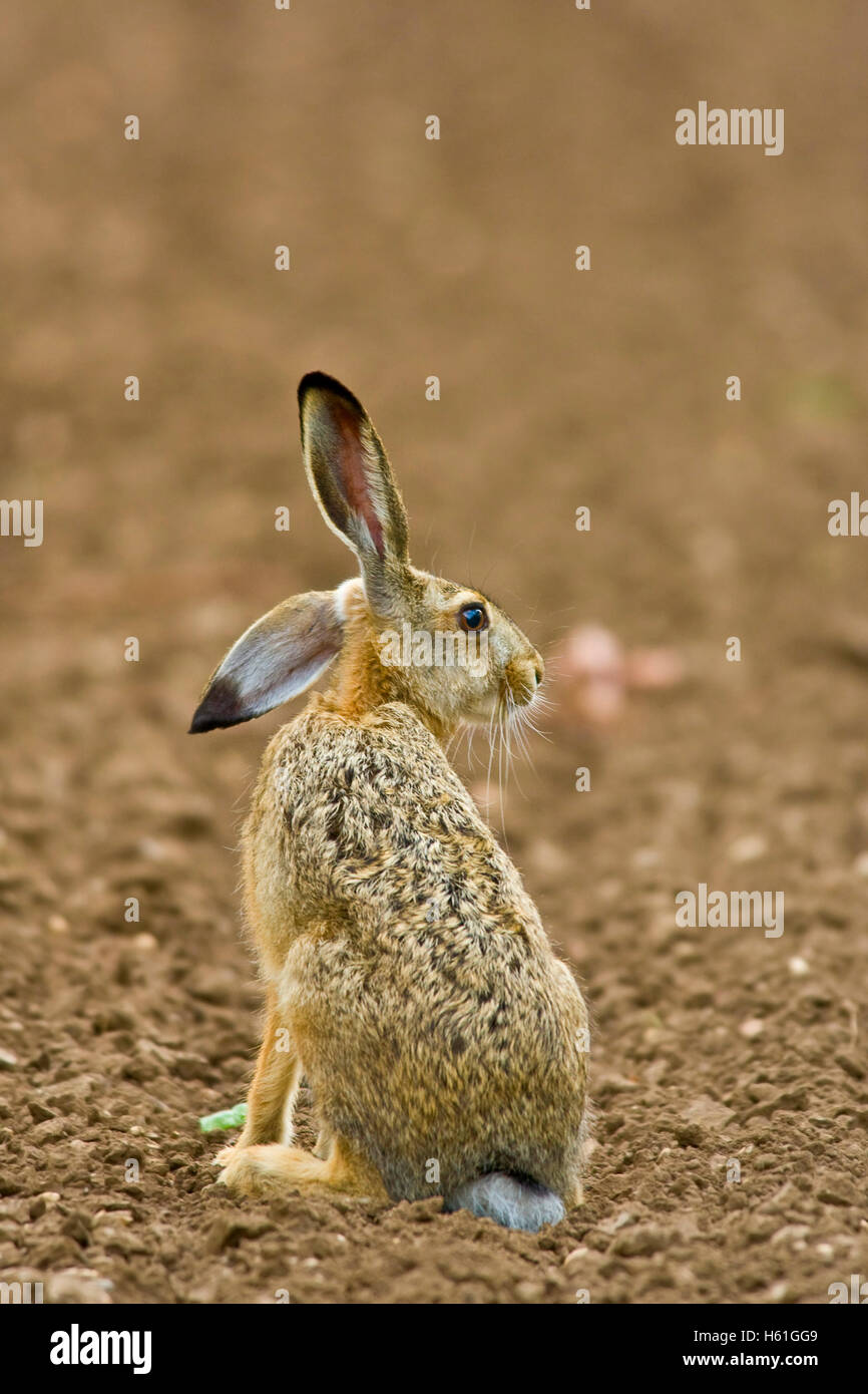 Hare (Lepus europaeus), Apetlon, Burgenland, Austria, Europe Stock Photo
