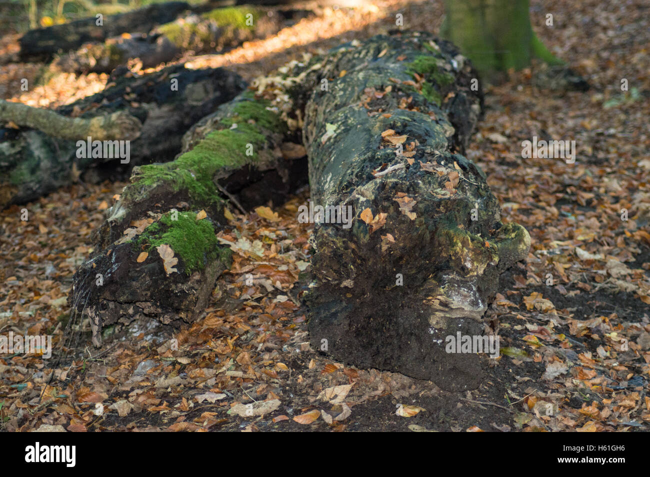 Woodland view, Clyne Woods, Swansea, Gower, UK, Autumn, trees, leaves, dappeld light Stock Photo