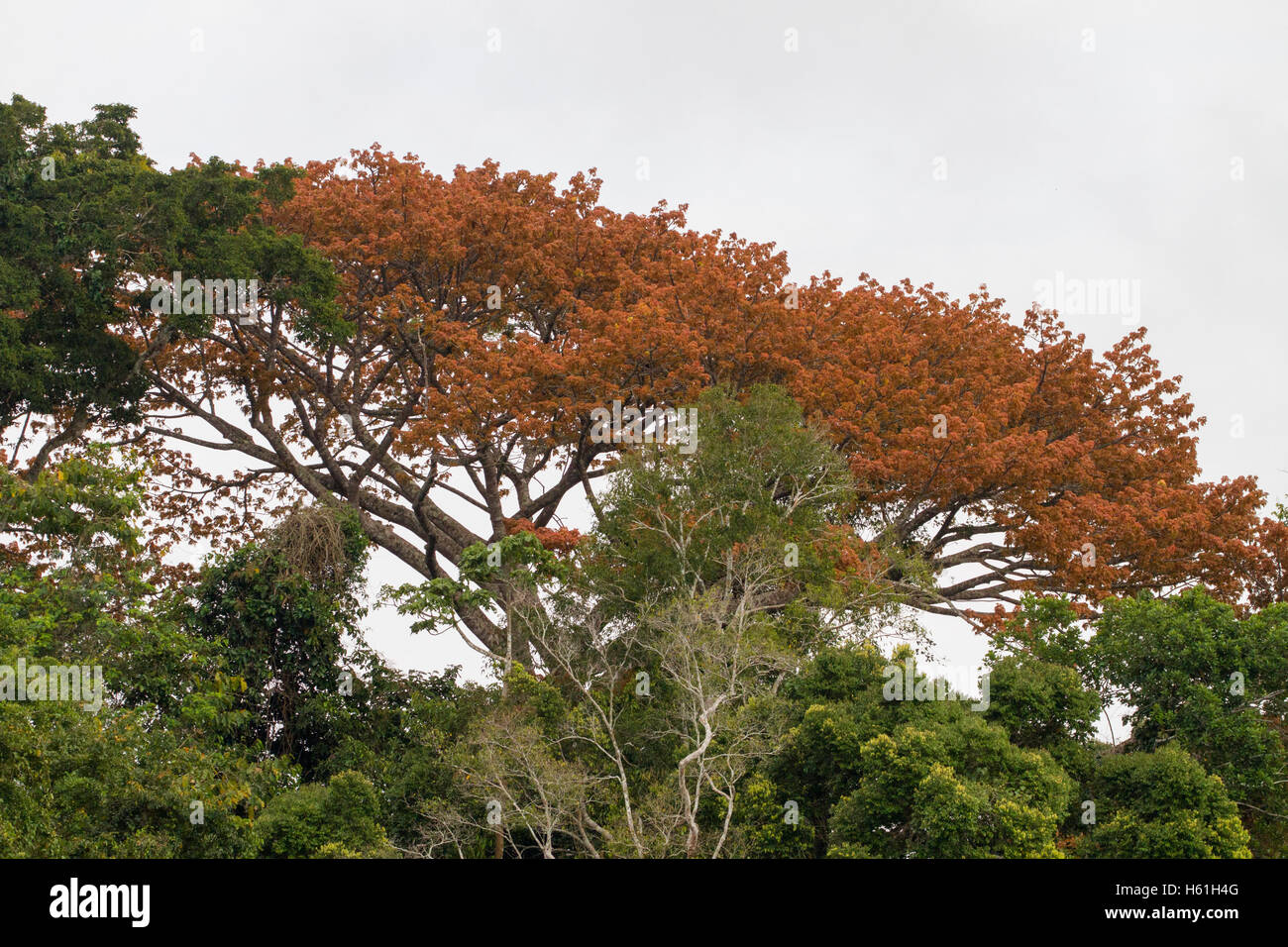 Kapok tree hires stock photography and images Alamy