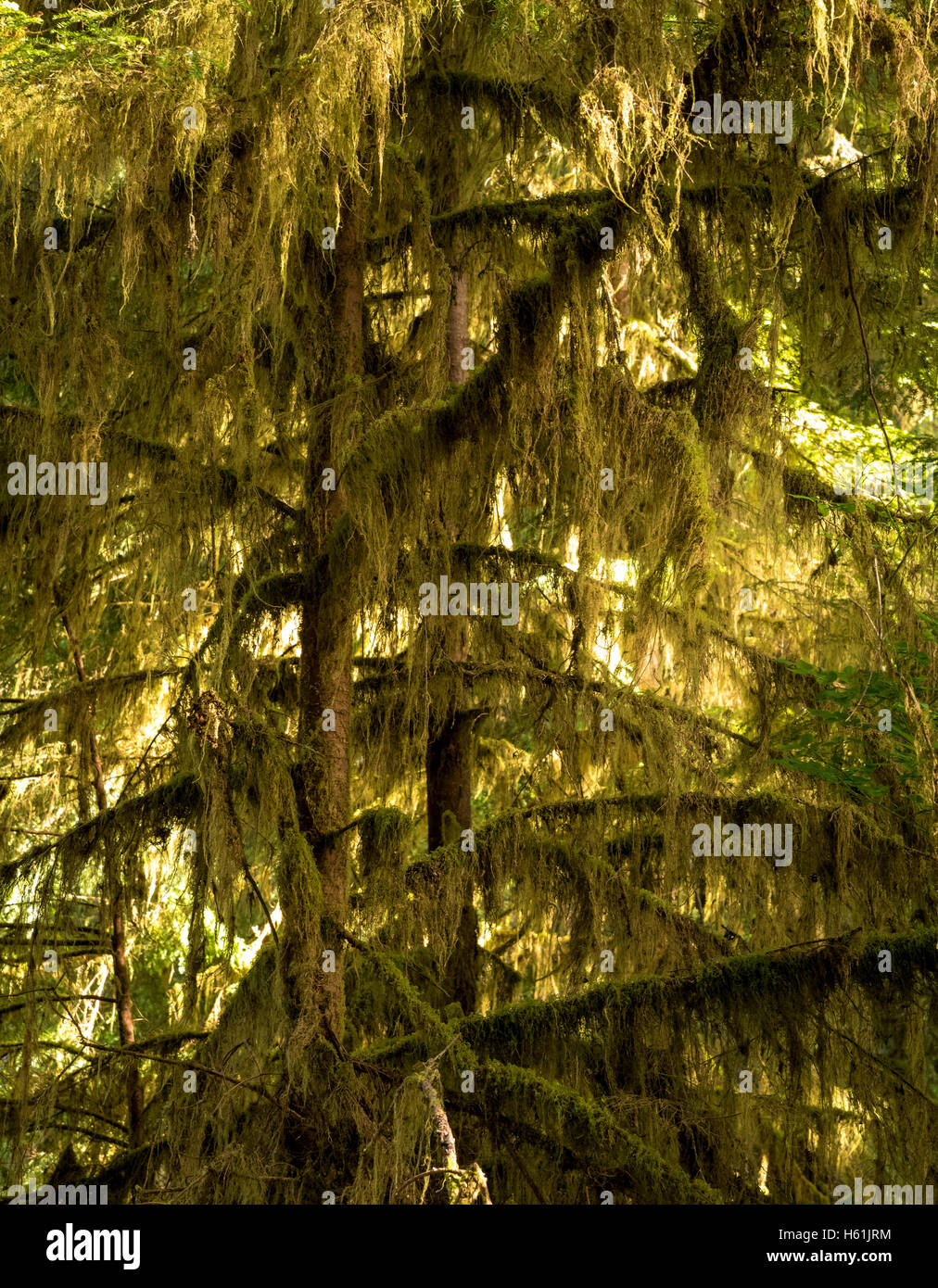 Quinault Rainforest Washington Usa Hi res Stock Photography And Images quinault-rainforest-washington-usa-hi-res-stock-photography-and-images
