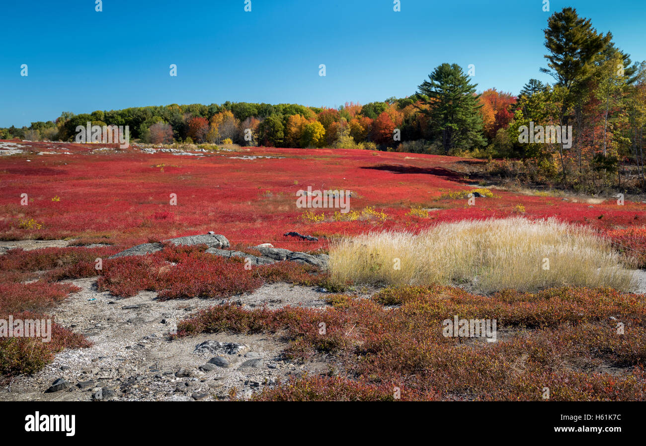 BLUEBERRY FIELD WARREN MAINE USA Stock Photo Alamy