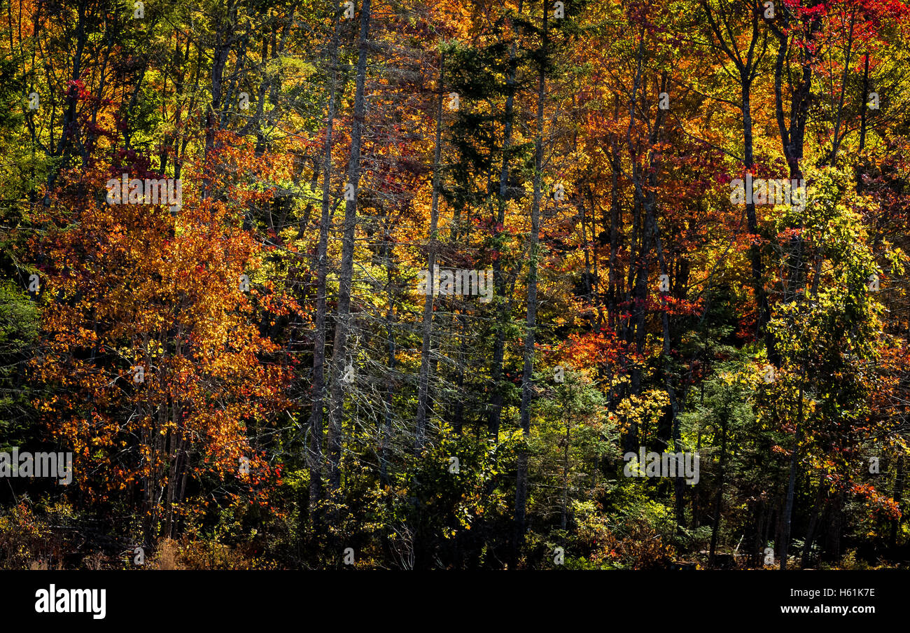 Fall foliage  WARREN  MAINE USA   FALL FOLIAGE Stock Photo