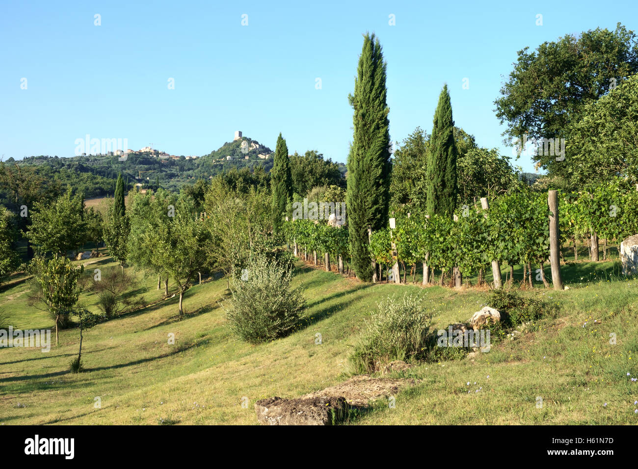 Rural landscape and vineyard at Rocca d'Orcia Tuscany, Italy Stock Photo