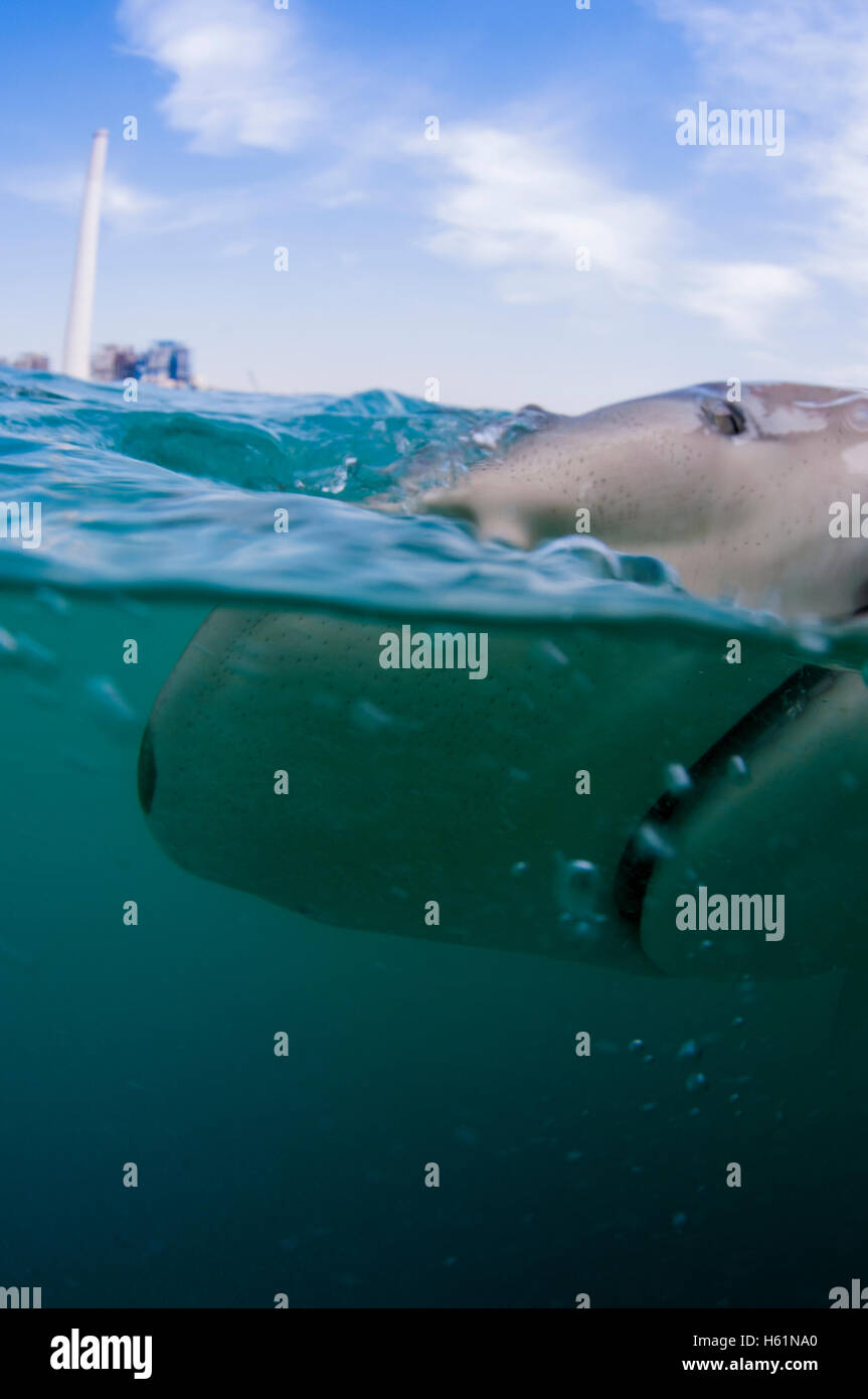 Researchers are tagging a sandbar shark (Carcharhinus plumbeus) in the Mediterranean sea. In recent years this shark has become Stock Photo