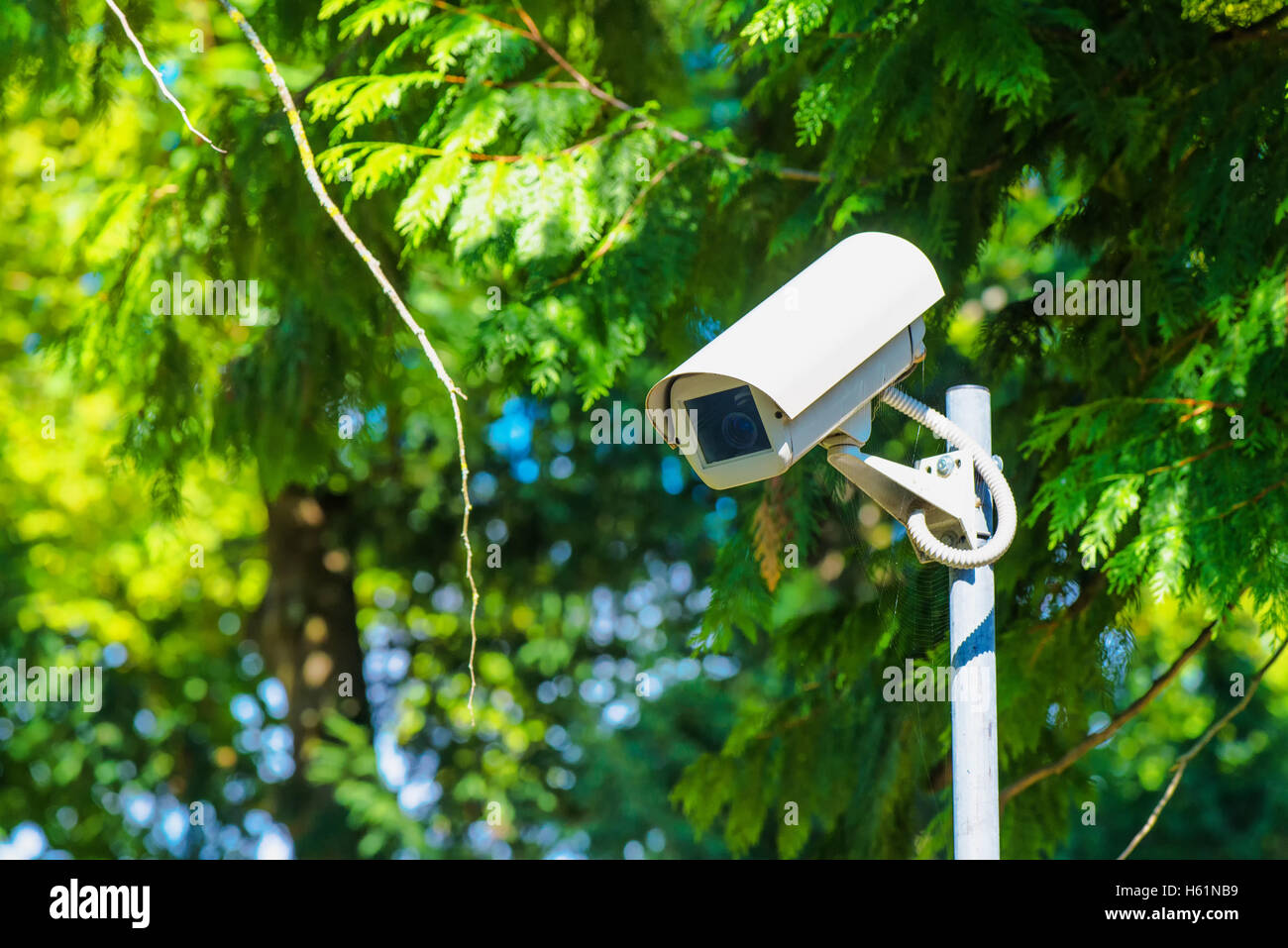 CCTV security camera for activity monitoring and surveillance in green park Stock Photo Alamy