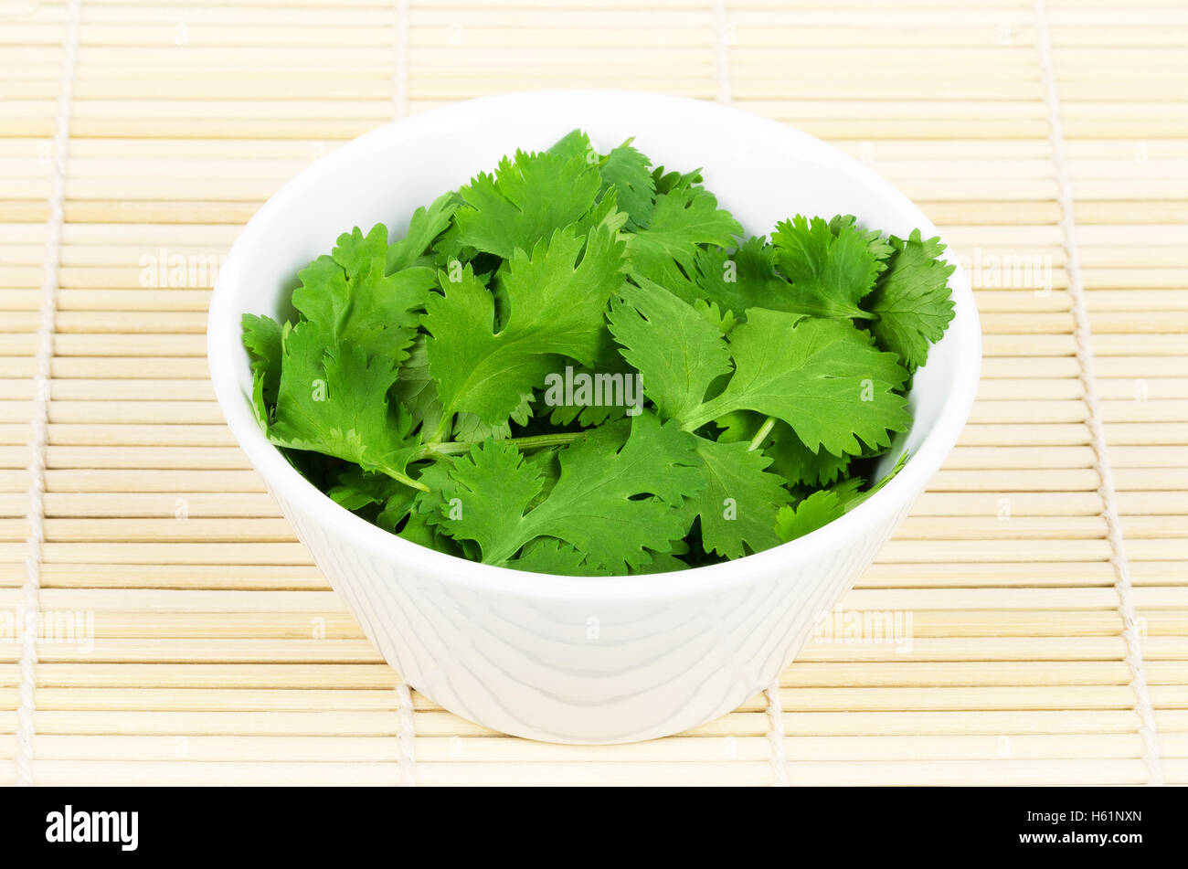Fresh coriander leaves, also known as cilantro, Chinese parsley and dhania, in a white porcelain bowl on white background. Stock Photo