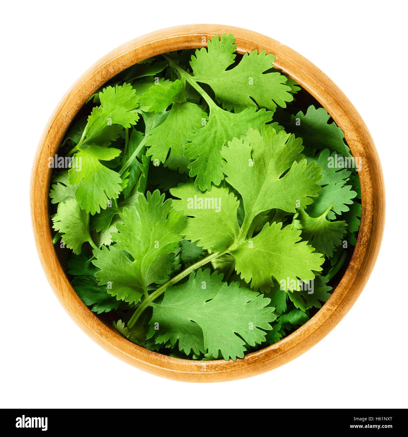 Fresh coriander leaves, also known as cilantro, Chinese parsley and dhania, in a wooden bowl on white background. Stock Photo