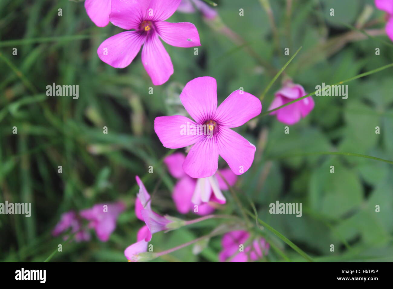 pretty pink flowers on a roadside verge in a rural village Stock Photo