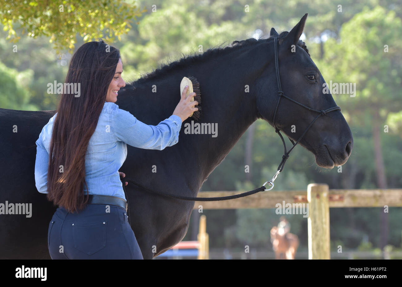 Image showcasing Girl grooming horse hi-res stock photography and images - Alamy