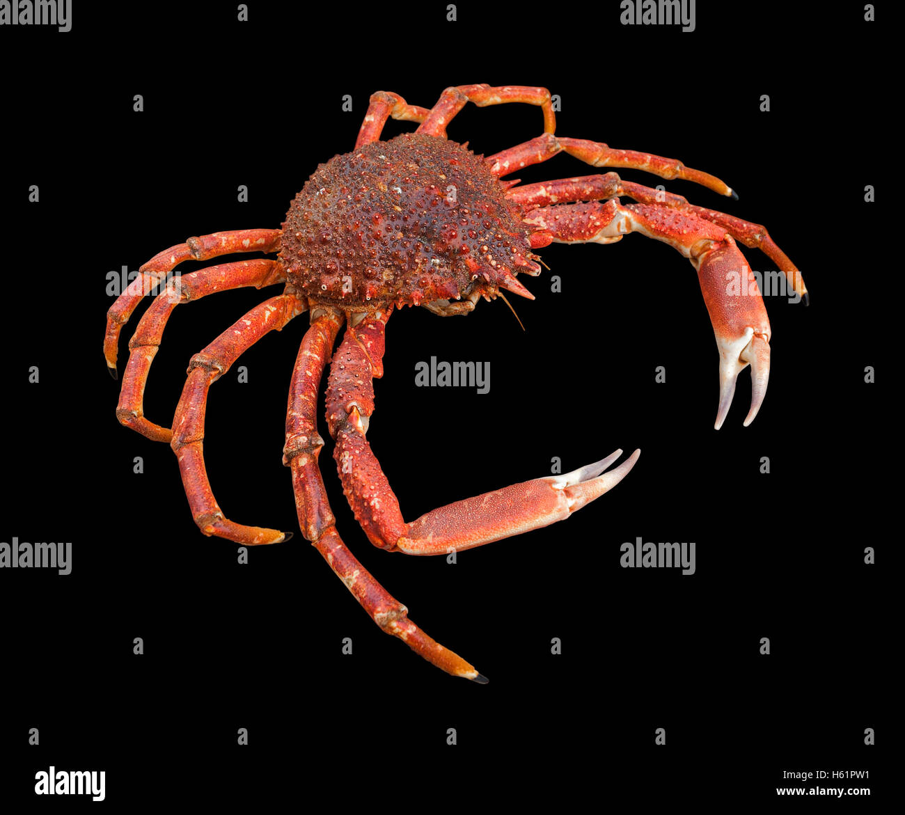 a european spider crab in black back Stock Photo