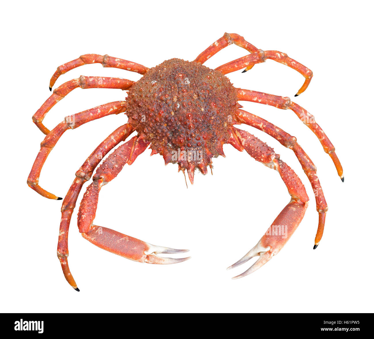 a european spider crab in white back Stock Photo
