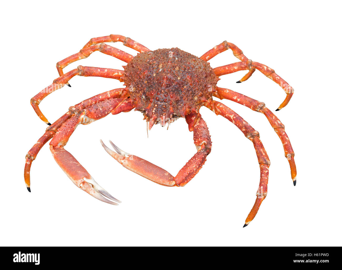 a european spider crab in white back Stock Photo