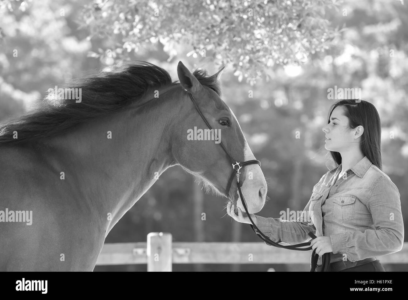 Equestrian Black and White Stock Photos & Images Alamy