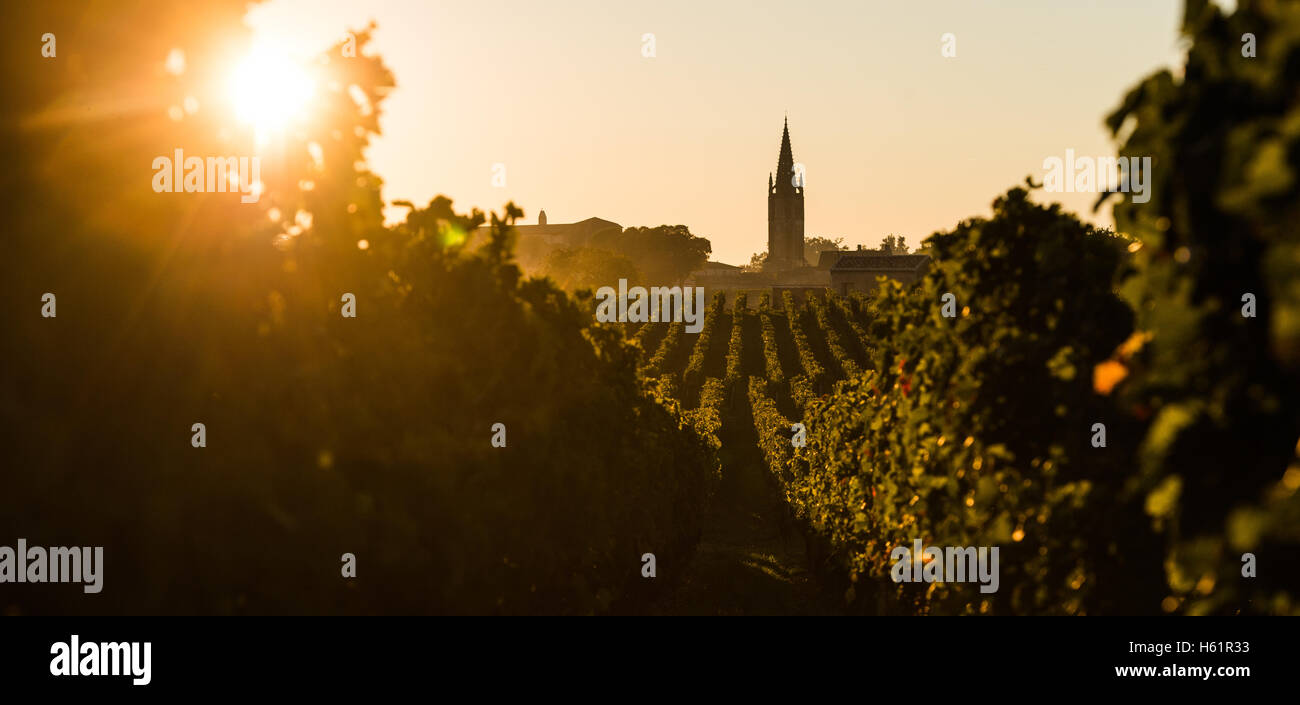 Saint Emilion, Vineyard Sunrise, Bordeaux Wine, France Stock Photo