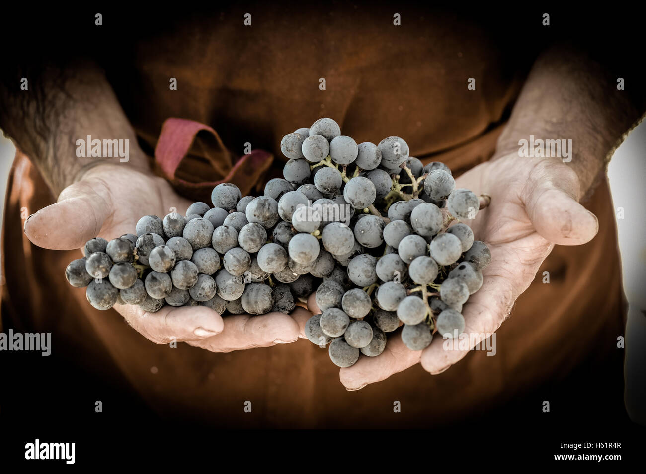 Grapes harvest farmers hands with freshly harvested black grapes hires