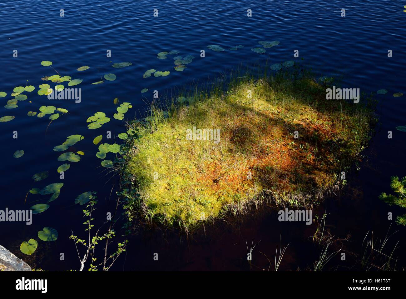 Moss,  Lake near Börtnan, Ljungdalen, Jämtland, Sweden Stock Photo