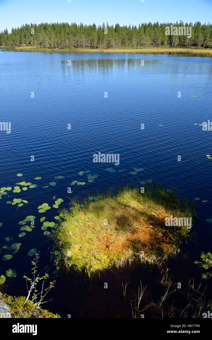 Moss in Lake near Börtnan, Ljungdalen, Jämtland, Sweden Stock Photo