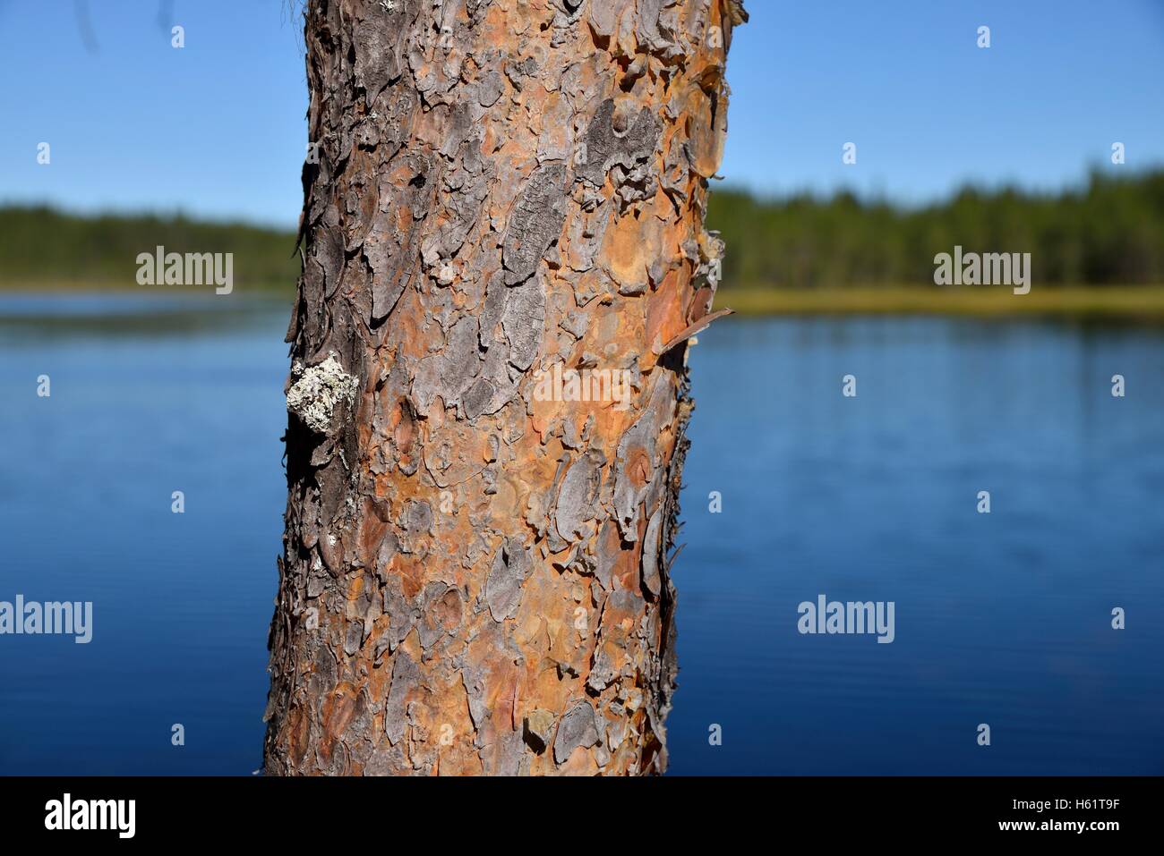 Tree in front of a Lake near Börtnan, Ljungdalen, Jämtland, Sweden Stock Photo