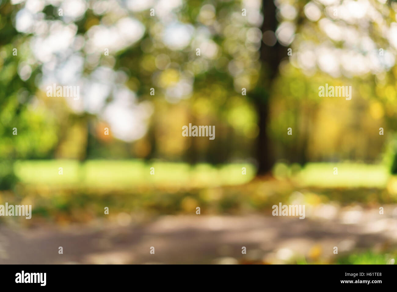 Bokeh background leaf hi-res stock photography and images - Alamy