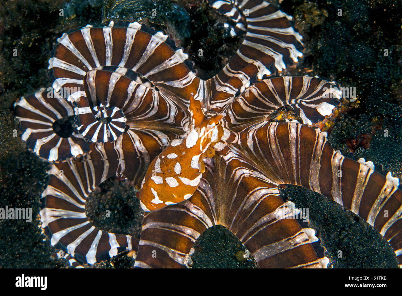 Wonderpus octopus (Wunderpus photogenicus) assumes aggressive posture on sea floor. Lembeh Straits, Indonesia. Stock Photo