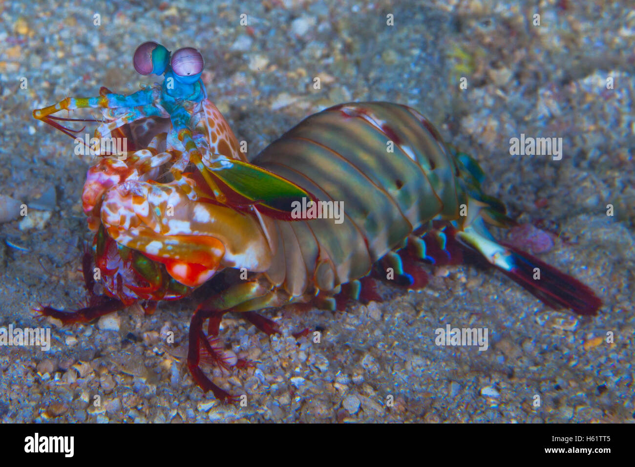 Peacock Mantis Shrimp foraging on the sea floor. Lembeh Straits, Indonesia Stock Photo