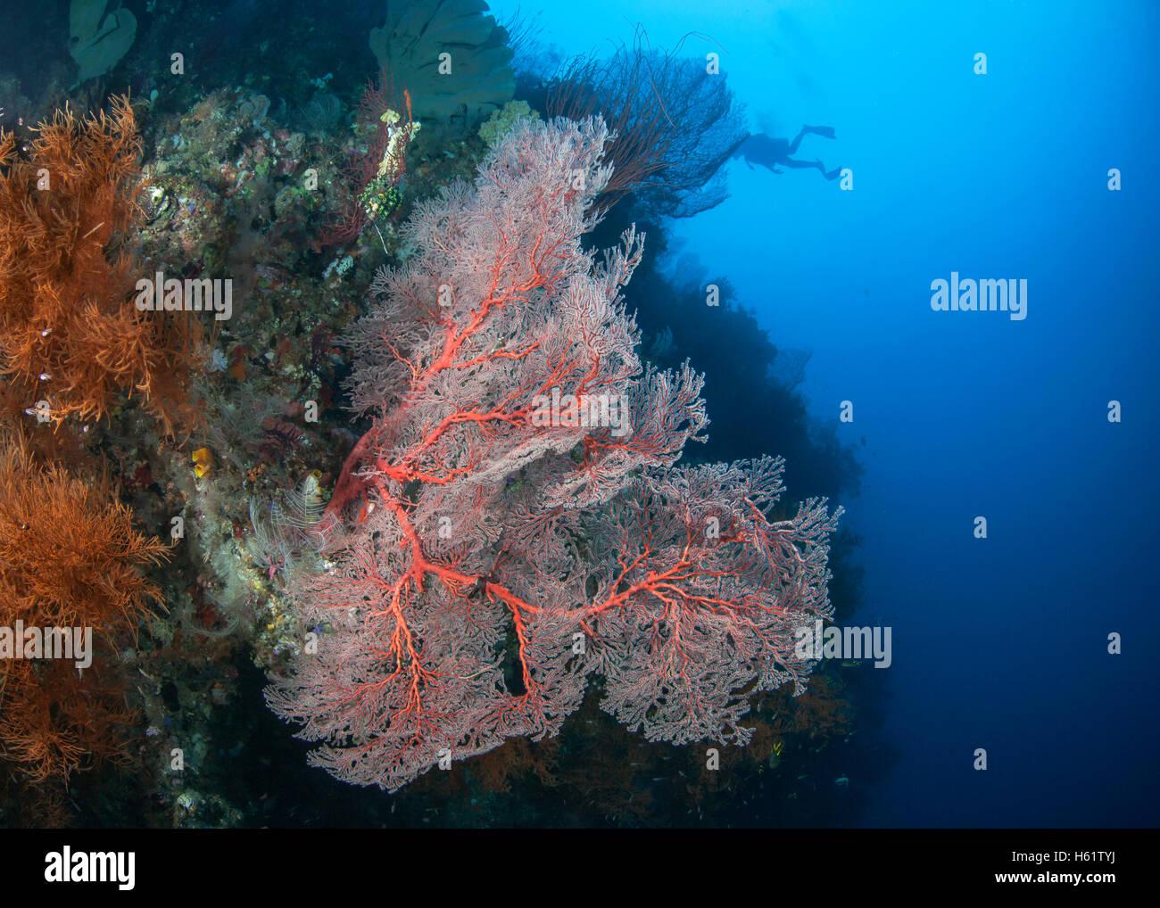 Pink Gorgonian seafan on wall reef with diver silhouette in blue water background. Stock Photo